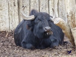Tiergarten Schönbrunn am 24.02.2026